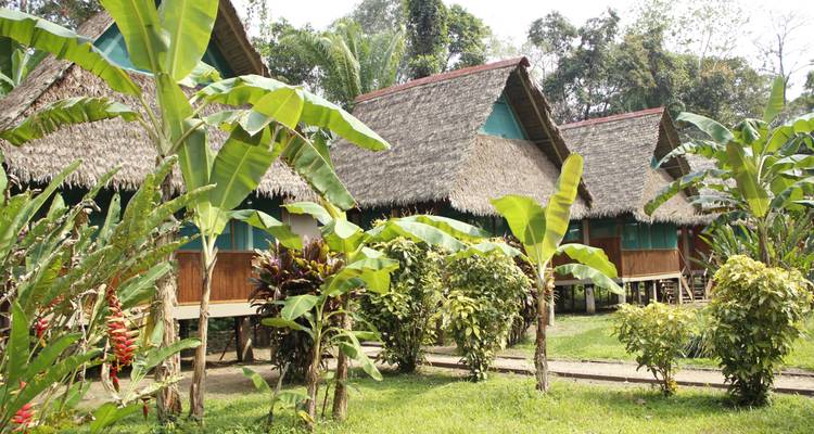 Bungalós de selva con techo de paja rodeados de plantas de plátano y exuberante vegetación en la Amazonía peruana.