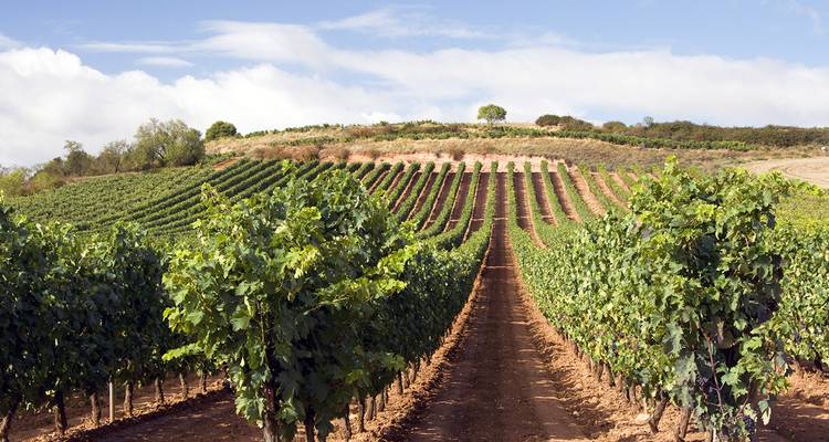 Ordelijke rijen groene wijnstokken die zich uitstrekken over een zachte heuvel onder een blauwe lucht