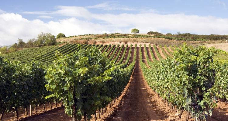 Reihen von grünen Weinreben erstrecken sich über ein sanftes Hügellandweingut unter einem teilweise bewölkten Himmel