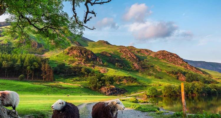 Wollige schapen grazen naast een rustig meer omgeven door glooiende groene heuvels en de avondhemel in het Lake District.