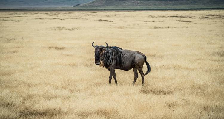 Un gnou solitaire se tient en alerte dans une vaste plaine de savane dorée.