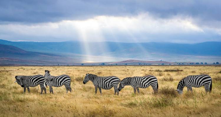 Six zèbres se tiennent dans un champ baigné de soleil tandis que des rayons de lumière spectaculaires percent les nuages d'orage au-dessus des collines lointaines.