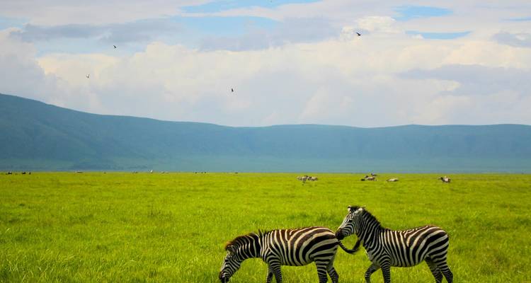 Deux zèbres broutent sur l'herbe verte éclatante sous un ciel bleu et des collines ondulantes.