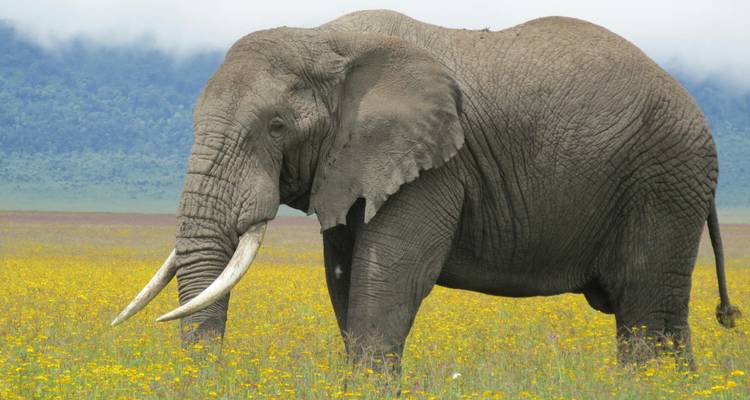 Un éléphant majestueux aux longues défenses se dresse au milieu d'un champ de fleurs sauvages jaunes.