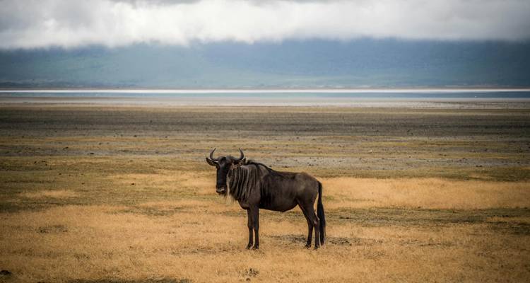 Un gnou solitaire se dresse sur une prairie clairsemée avec un lac lointain et des montagnes nuageuses en arrière-plan.