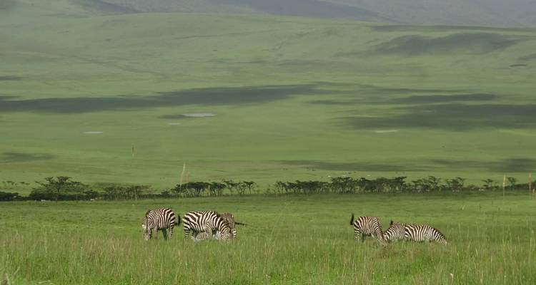 Quatre zèbres broutent dans un pré verdoyant avec des collines ondulantes qui projettent des ombres.