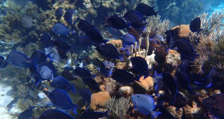 Dichte school van levendige blauwe rifvissen zwemmt tussen koralen in kristalhelder Caribisch water.