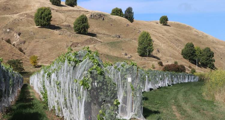 Rijen wijngaardstokken beschermd door vogelnetten die zich uitstrekken richting droge heuvels in Hawke's Bay.