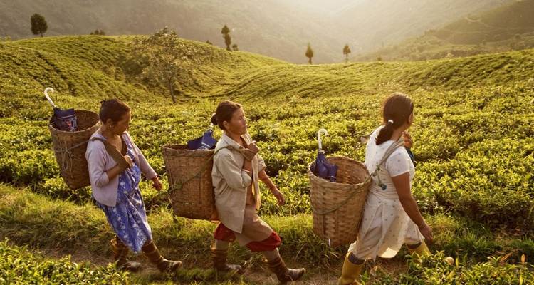 Drie vrouwen met rieten manden lopen door weelderige groene theeplantages bij zonsopgang.
