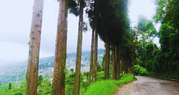 Rustige bergweg omzoomd met hoge naaldbomen met uitzicht op een stad in een verre vallei.