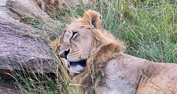 León macho acostado de lado descansando entre pastos altos y terreno rocoso.