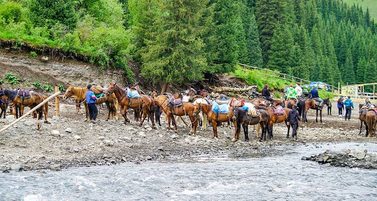 Tientallen pakpaarden met zadels staan naast een ondiepe rivier in een naaldboomvallei