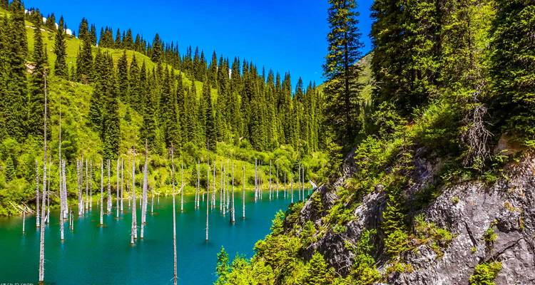 Lago esmeralda con troncos de árboles sumergidos rodeado de un denso bosque de coníferas y colinas empinadas bajo un cielo azul profundo.