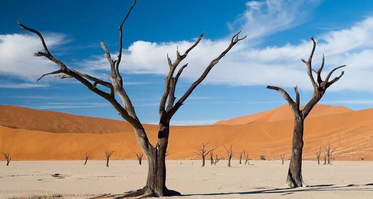Skeletachtige kameeldoornbomen staan op een uitgedroogde witte kleivlakte met roestbruine duinen en een heldere blauwe lucht op de achtergrond.