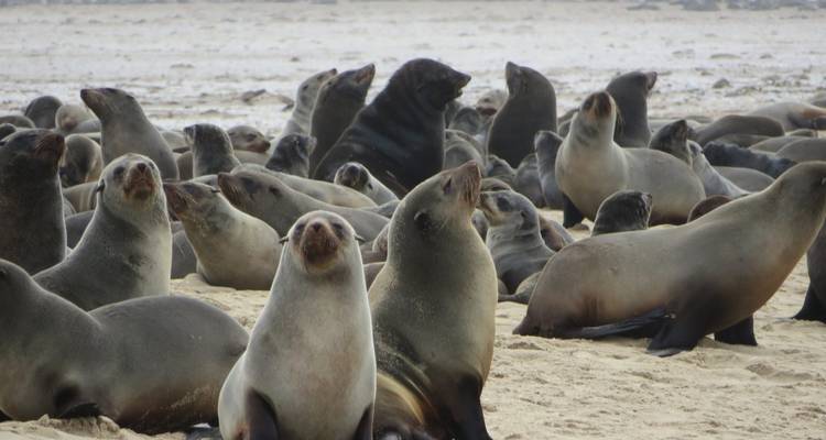 Een dichte kolonie van Kaapse pelsrobben ligt te rusten en blaft op een zanderige Atlantische kust.