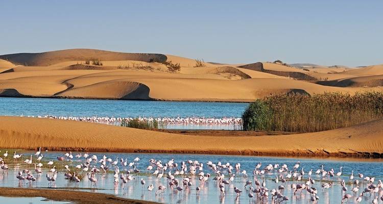 Honderden roze flamingo's voeden zich in een turquoise lagune omlijst door glooiende woestijnduinen en rietvelden.