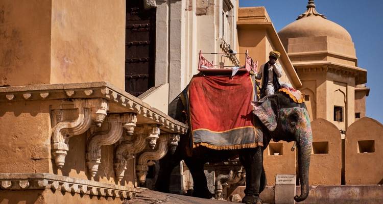 Un éléphant décoré avec un cornac attend à l'extérieur des murs brûlés par le soleil du Fort d'Amber.