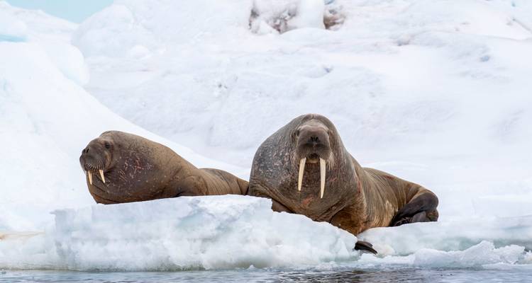 Two walruses rest on blue ice floe surrounded by snowy seascape.