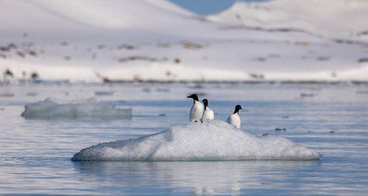 Trio of small seabirds perch atop a tiny drifting iceberg on calm water.