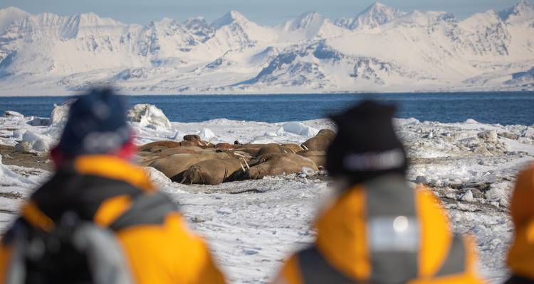 Blurred onlookers watch a large group of walruses lounging on snowy shore with mountain backdrop.