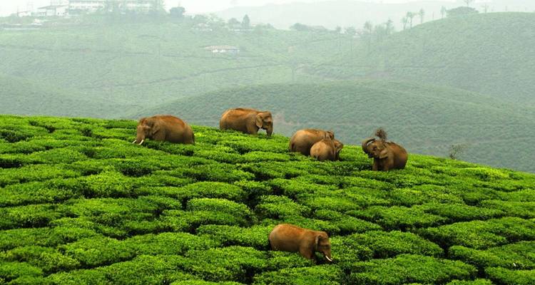 Herde wilder Elefanten, die auf üppigen grünen Teeplantagen vor nebligen Hügeln weiden
