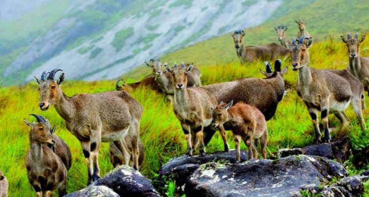 Herde von Nilgiri-Tahrs, die zwischen grünem Alpengras und Felsen in nebligen Hügeln stehen
