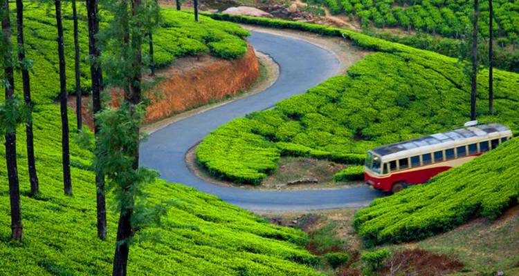 Gewundene Straße mit rot-cremefarbenem Bus, der durch leuchtend grüne Teeplantagen führt
