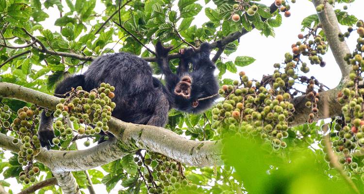 Gros plan d'un singe noir suspendu dans un arbre fruitier entouré de figues vertes.