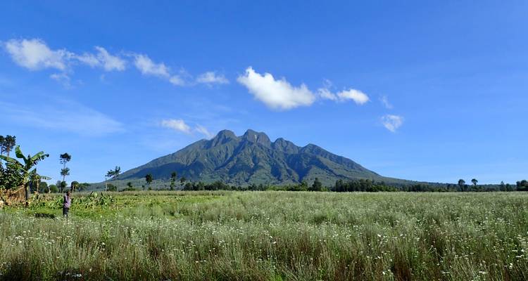 Vaste prairie de fleurs sauvages avec une montagne volcanique spectaculaire qui s'élève sous un ciel bleu dégagé.