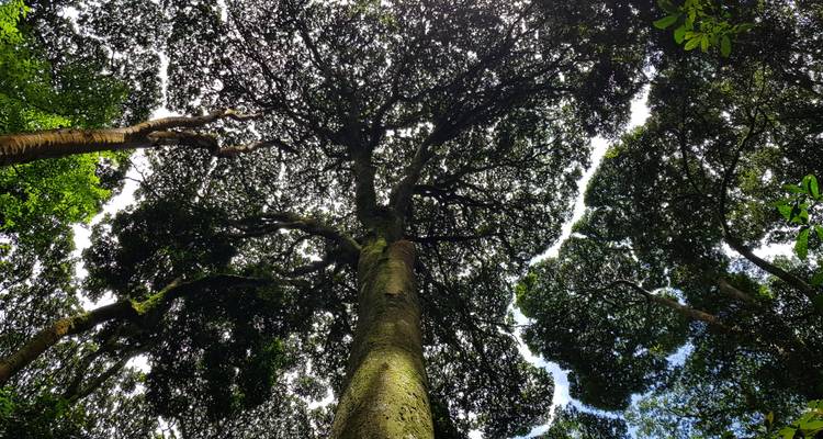Vue en plongée contre-plongée d'arbres imposants de la forêt tropicale et de la canopée aux motifs complexes se détachant sur un ciel lumineux.