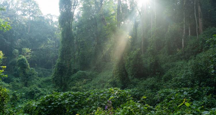 Des rayons de soleil filtrent à travers la végétation dense de la jungle émeraude créant une atmosphère brumeuse.