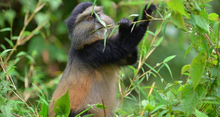 Singe doré tendant la main vers des feuilles de bambou dans une végétation luxuriante.