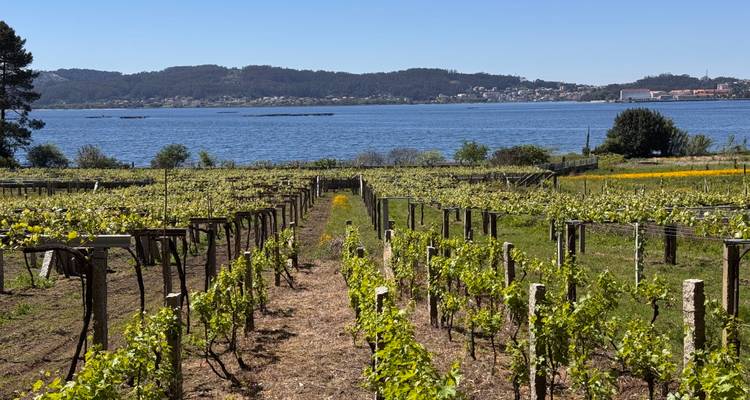 Rijen wijnstokken met een glinsterende blauwe riviermonding en heuvels op de achtergrond