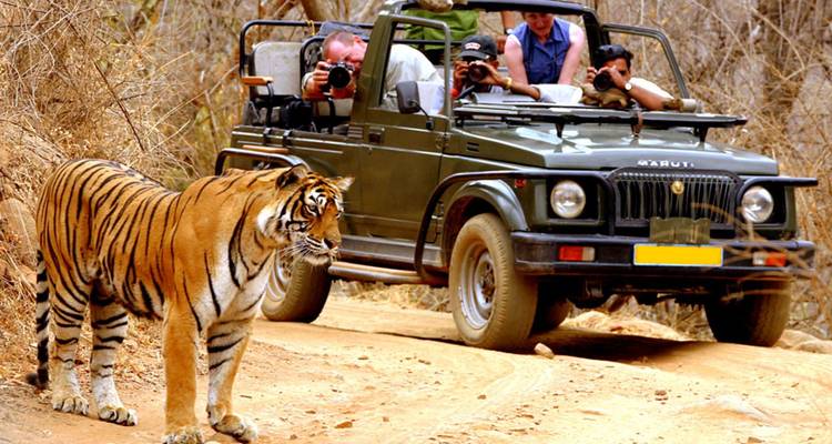 Wilde Bengaalse tijger loopt langs safariauto terwijl fotografen het moment vastleggen.