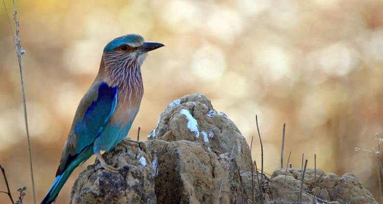 Kleurrijke Indische scharrelaar vogel zittend op een rots tegen een zacht onscherpe achtergrond.