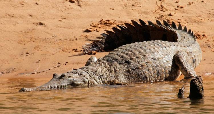 Grote krokodil rust gedeeltelijk in ondiepe rivier op zandige oever onder de zon.