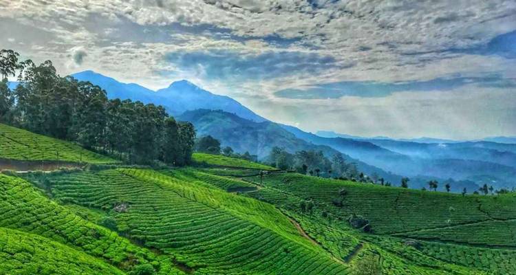 Weelderige terrasvormige theeplantages die zich uitstrekken over heuvels met verre mistige bergen en een dramatische lucht