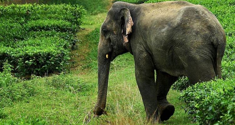 Wilde Aziatische olifant lopend door heldergroene plantage struiken