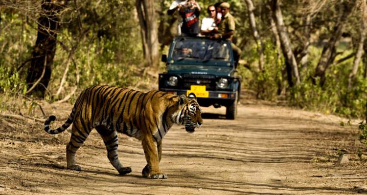 Bengaalse tijger die een zandweg oversteekt tijdens een jeepsafari terwijl toeristen vanuit het voertuig kijken