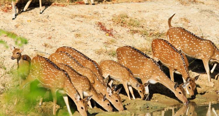 Kudde gevlekte herten drinkend uit een drinkplaats in de jungle
