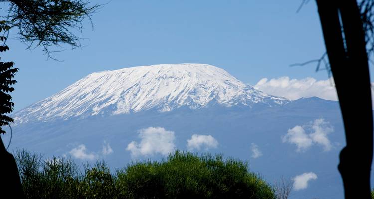 Le sommet enneigé du mont Kilimandjaro s'élève au-dessus des nuages encadré par les arbres.