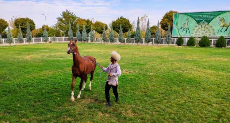 Een begeleider in traditionele kleding leidt een kastanjebruin paard over een verzorgd groen weiland omzoomd met cipressen.
