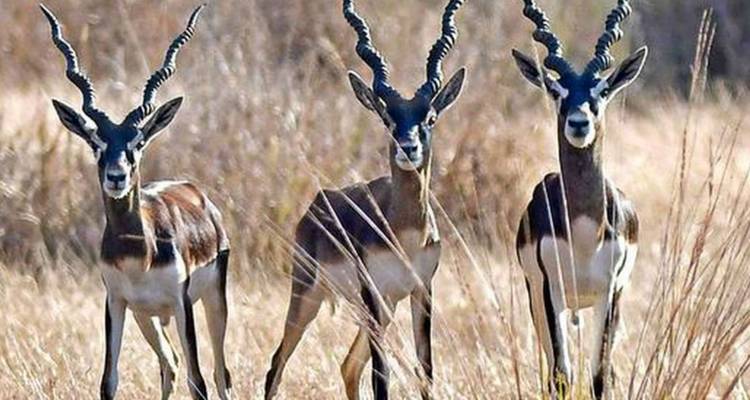 Trois antilopes blackbuck se tenant alertes dans une prairie sèche.