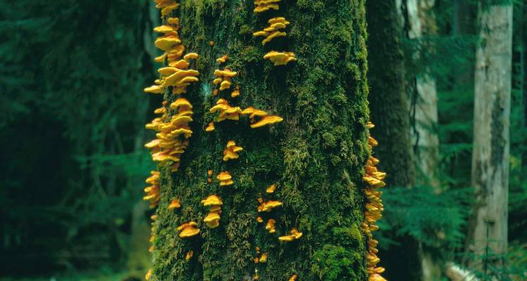 Close-up van een met mos bedekte boomstam bezaaid met felooranje zwammen in een dicht bos.