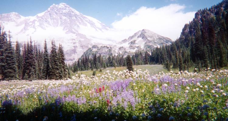 Alpenweide vol wilde bloemen met de besneeuwde Mount Rainier die dramatisch oprijst op de achtergrond.