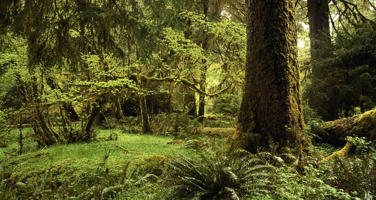 Dicht gematigd regenwoud met met mos bedekte bomen, varens en gefilterd groen licht.