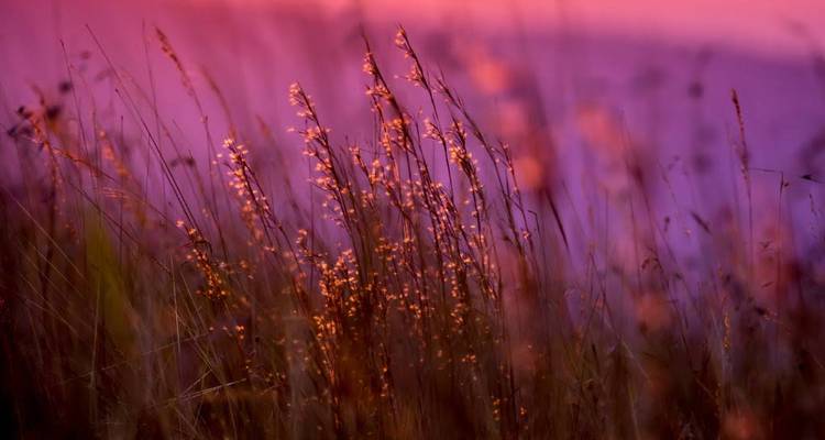 Hautes herbes rétroéclairées luisant d'or et de violet contre un ciel crépusculaire doucement flou.
