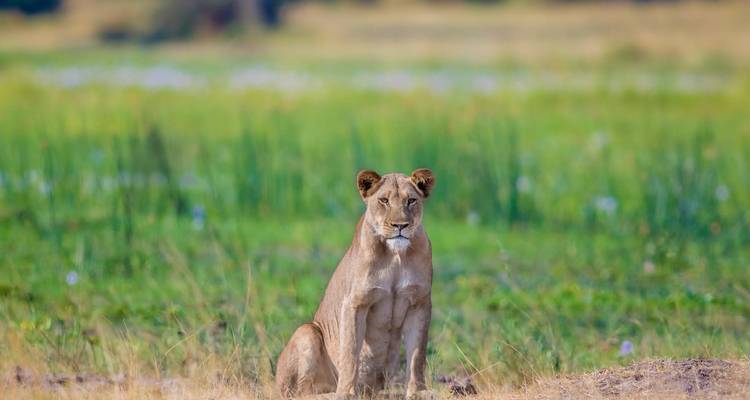 Une lionne solitaire assise en alerte dans une savane verte et ouverte.
