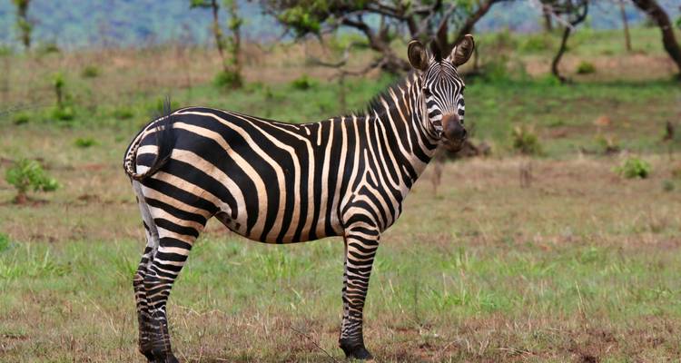 Vue de profil d'un zèbre debout dans une prairie ouverte regardant vers l'appareil photo.