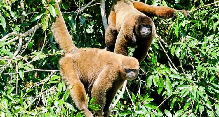 Une paire de singes laineux se suspendent aux branches feuillues dans une forêt tropicale luxuriante